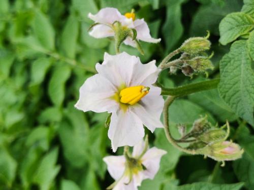flower